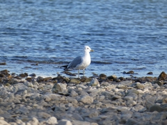 Larus canus
