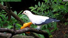 Pied Imperial Pigeon photo 3