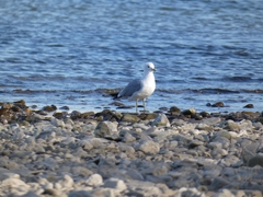 Larus canus