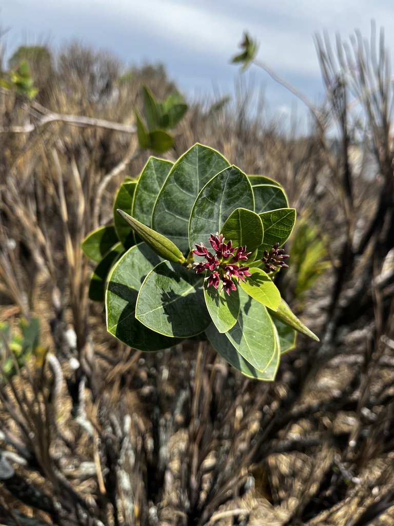 Ruehssia loniceroides