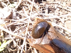 Hydrochara caraboides