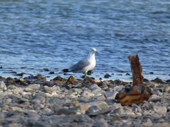 Larus canus