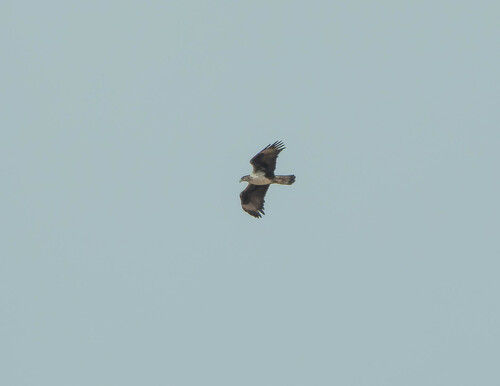 Bonelli's Eagle