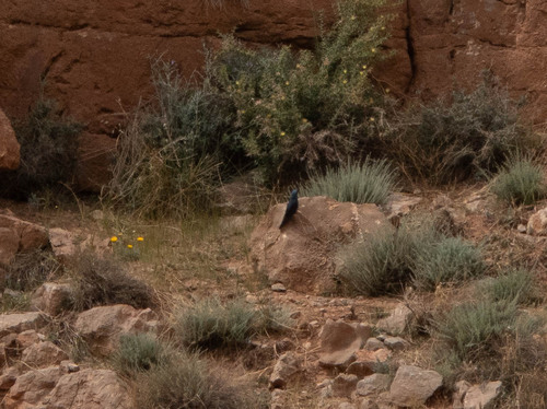Blue Rock-Thrush