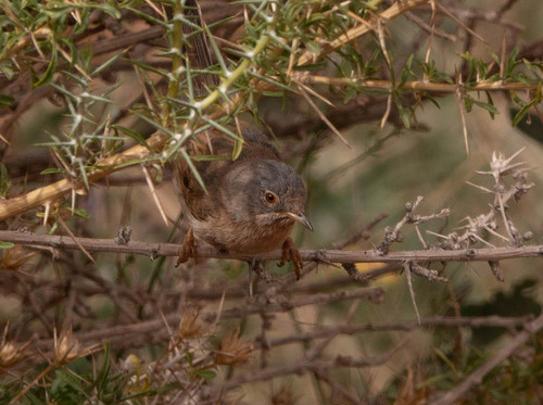 Tristram's Warbler