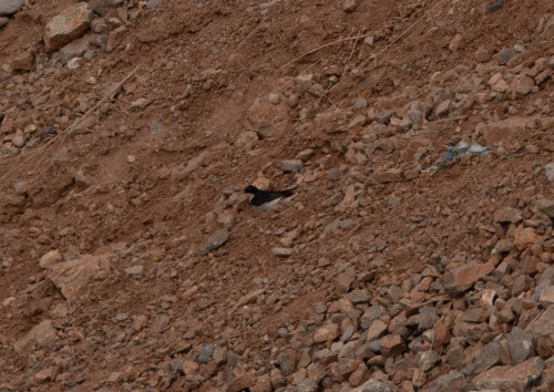 Western House Martin