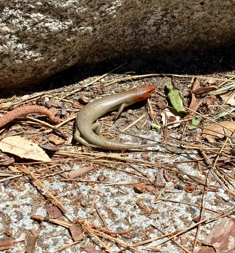 iNaturalist observation photo of Gilbert's Skink