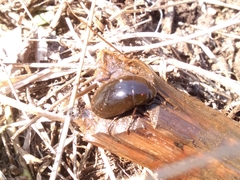 Hydrochara caraboides