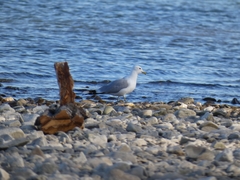 Larus canus