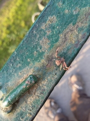 Pistius truncatus