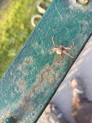 Pistius truncatus