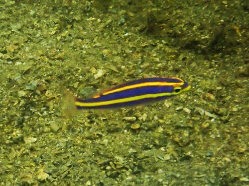 Pentapodus aureofasciatus observed 2026-05-01