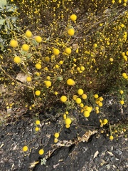 Oncosiphon pilulifer