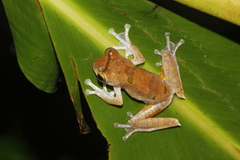 Leptomantis malkmusi