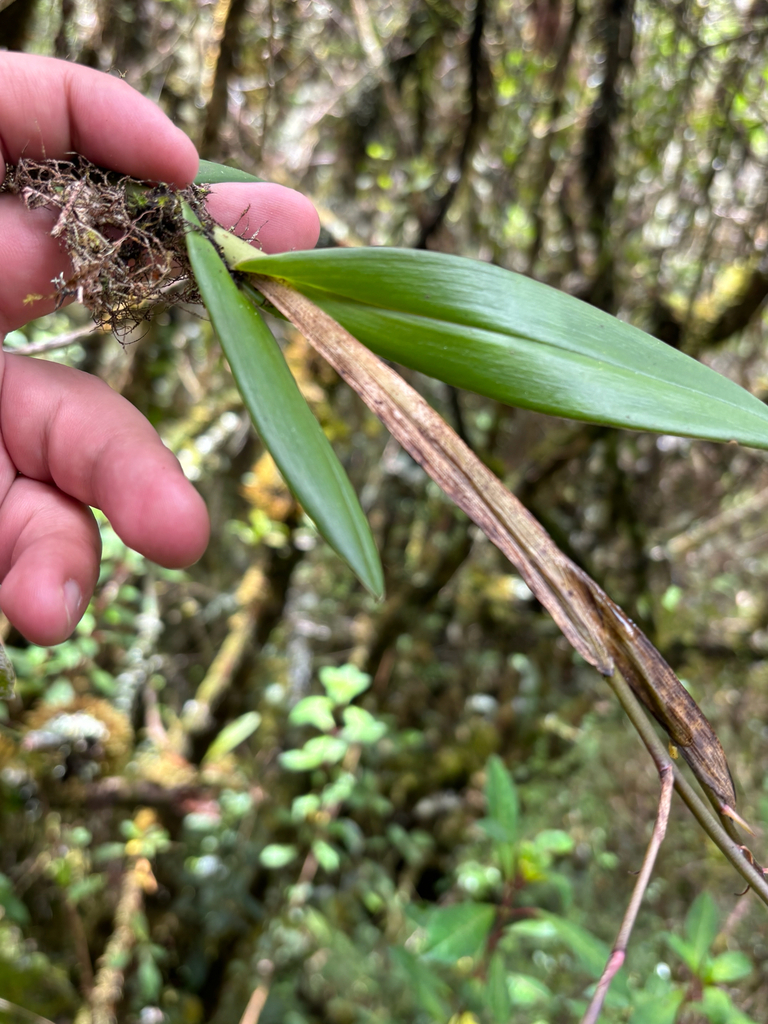Epidendrum carlos-uribei Hágsater & E.Santiago 2