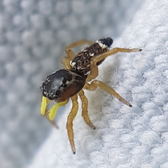 Heliophanus tribulosus