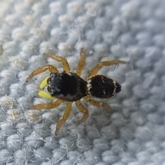 Heliophanus tribulosus