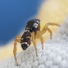 Heliophanus tribulosus