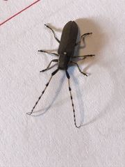 Agapanthia annularis