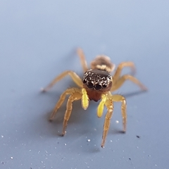 Heliophanus tribulosus