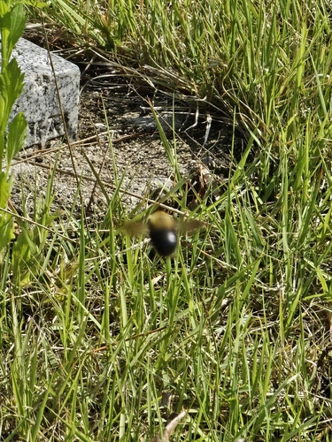 Appendiculate Carpenter Bee