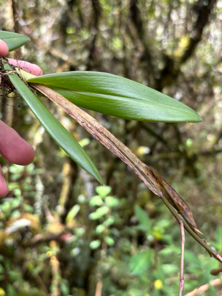 Epidendrum carlos-uribei Hágsater & E.Santiago 3