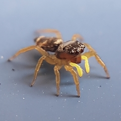 Heliophanus tribulosus