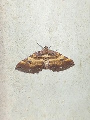 Earophila badiata