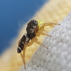 Heliophanus tribulosus