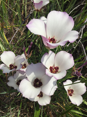 Calochortus catalinae