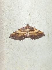 Earophila badiata