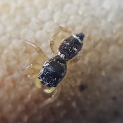 Heliophanus tribulosus