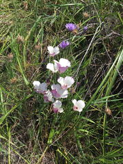 Calochortus catalinae