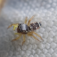 Heliophanus tribulosus