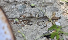 Anolis sagrei