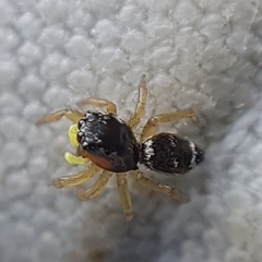 Heliophanus tribulosus