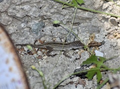 Anolis sagrei