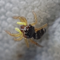 Heliophanus tribulosus