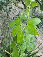 Causonis clematidea, photograph sambolts, CC BY, iNaturalist via GBIF