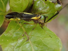 Dictyopsocus pennicornis