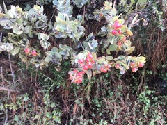 Arctostaphylos luciana