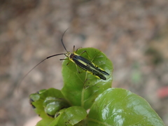 Dictyopsocus pennicornis