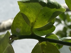 Citrus × aurantiifolia