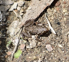 Eleutherodactylus