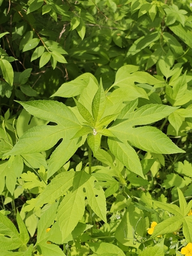 giant ragweed
