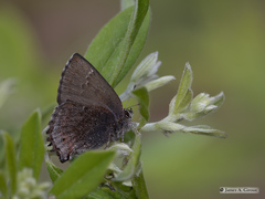 Callophrys irus