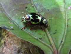 Zygogramma violaceomaculata