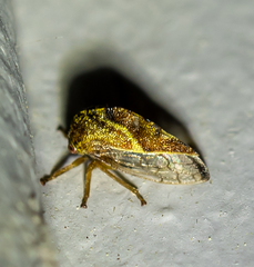 Cyrtolobus fenestratus