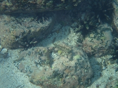 Bathygobius lineatus