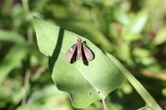 Cymaenes odilia